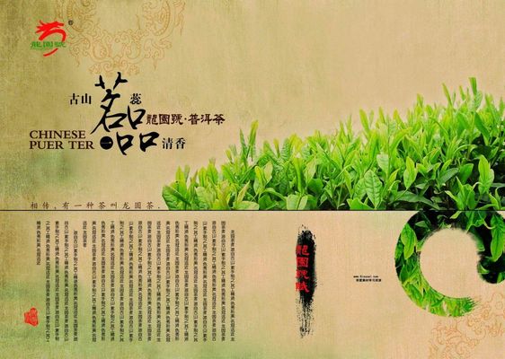 日照高新区河山镇：茶叶飘香采九游娱乐平台摘忙(图1)