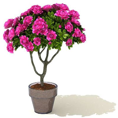 花草盆景进社区 点亮品格好生计