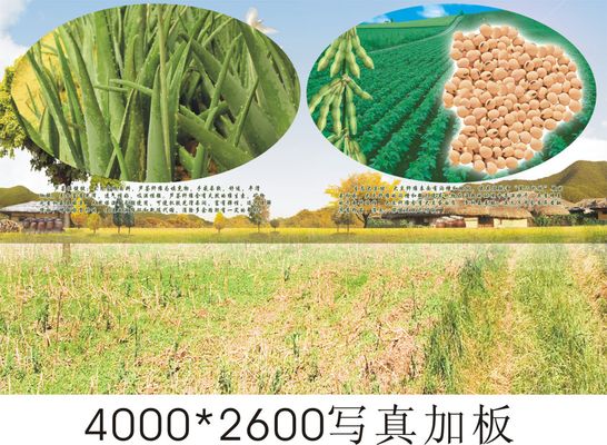 国储大豆收买价格上调提振心情 估计12月国产大豆价格将震动上涨