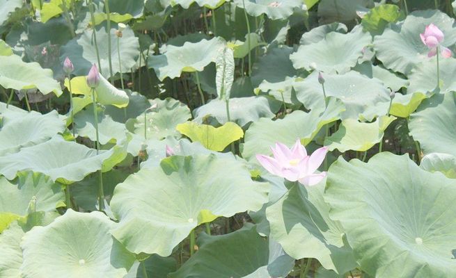 运城圣天湖游览攻略山西地接社甄选榜