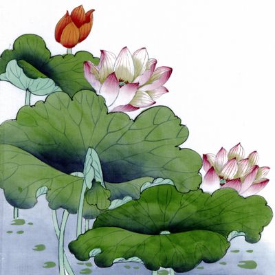 莲鱼共生铺富路