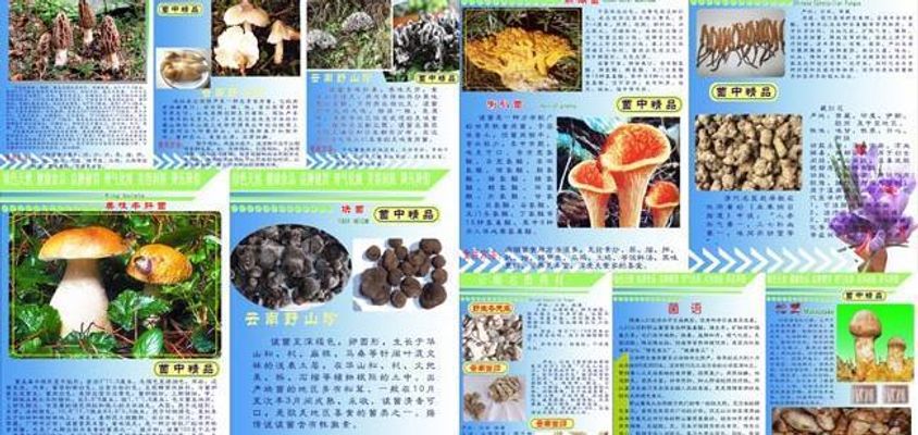 金年会金字招牌信誉至上野生菌大量上市！全年最低价！快冲(图1)