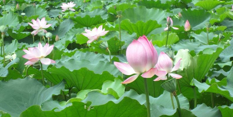 第十五届我国舞蹈荷花奖民族民间舞评奖在乌鲁木齐举行