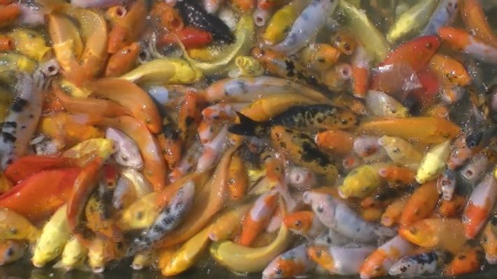 湖湘自然历丨新榜提名㊱我叫细鲫鱼但我是条名副其实的鲤鱼