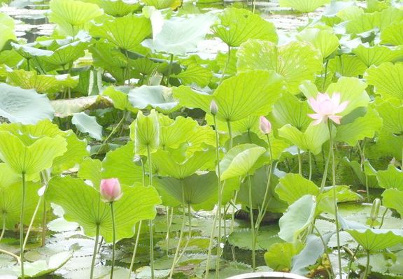 “问荷——王胜军荷花主题著作展”访谈实录