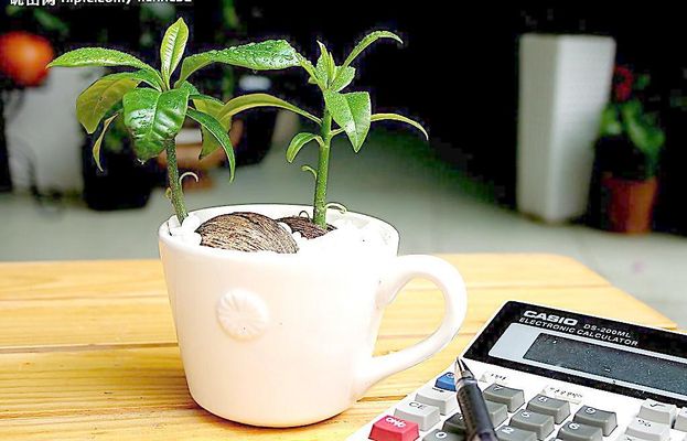 小盆栽里“长出”大生意！这些植物成墟市“新宠”