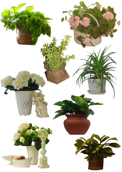 三水两大迎春花市官宣！期间、场所