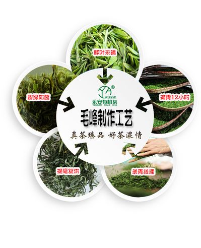 云南镇沅：有机认证引颈茶财产绿色兴盛